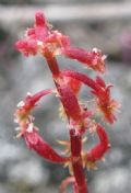 Rumex bucephalophorus